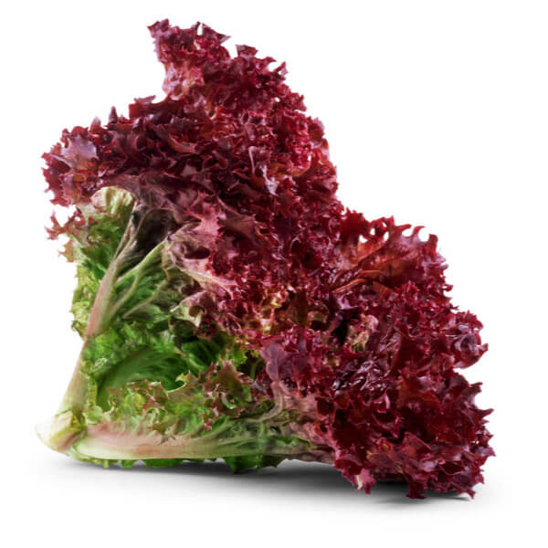 lollo-rosso.jpg